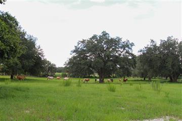 Cows on the Farm for Sale